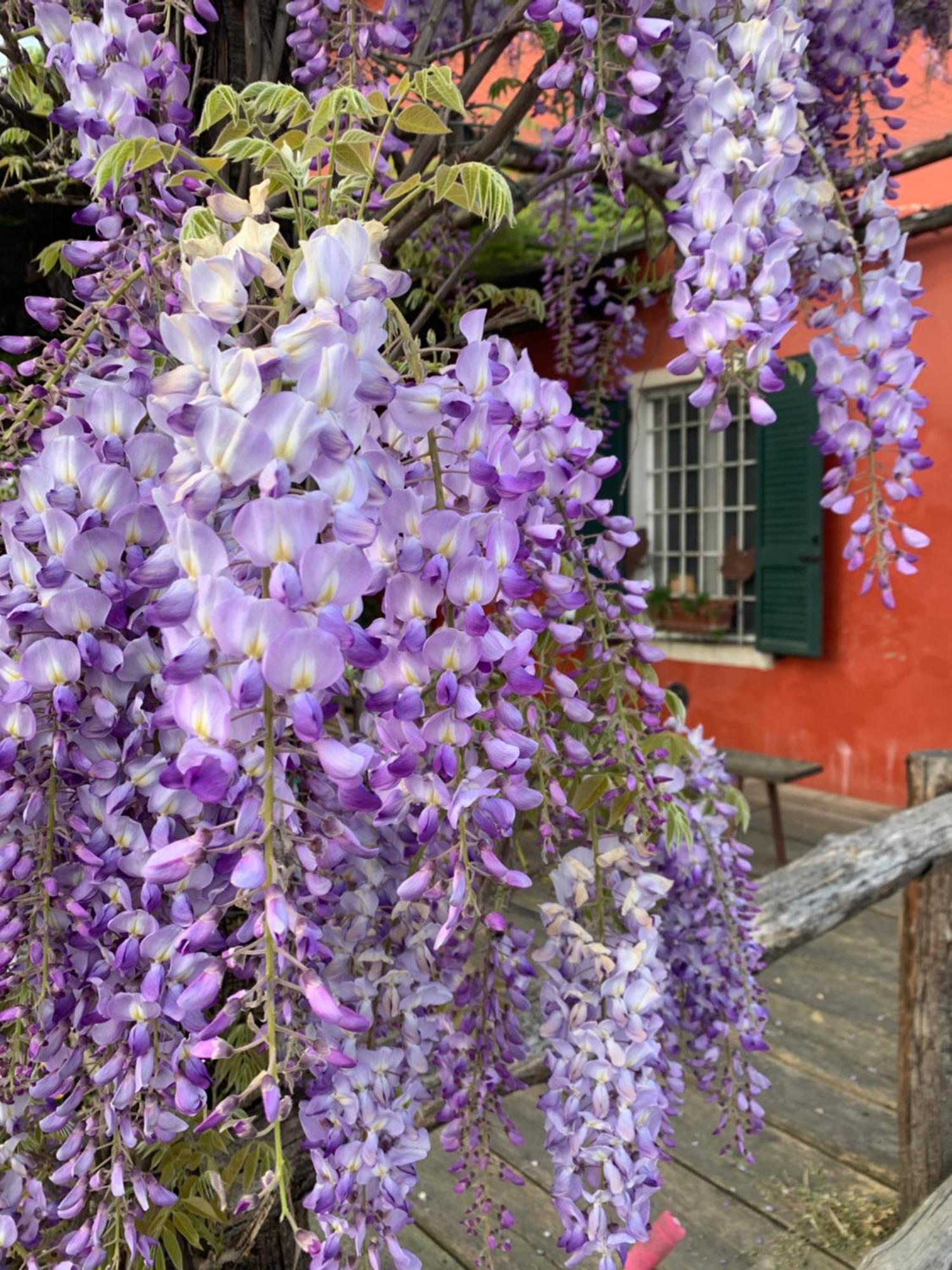 Fattoria Amelia Villa Santa Caterina  Exterior photo